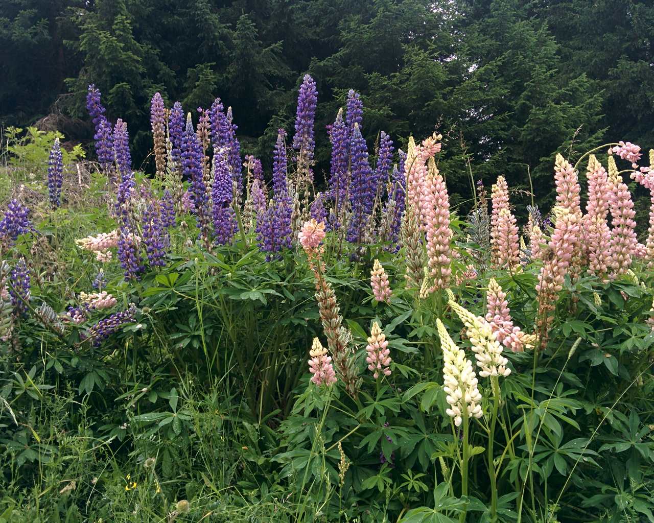 Lupinus polyphyllus / Lupino a foglie numerose